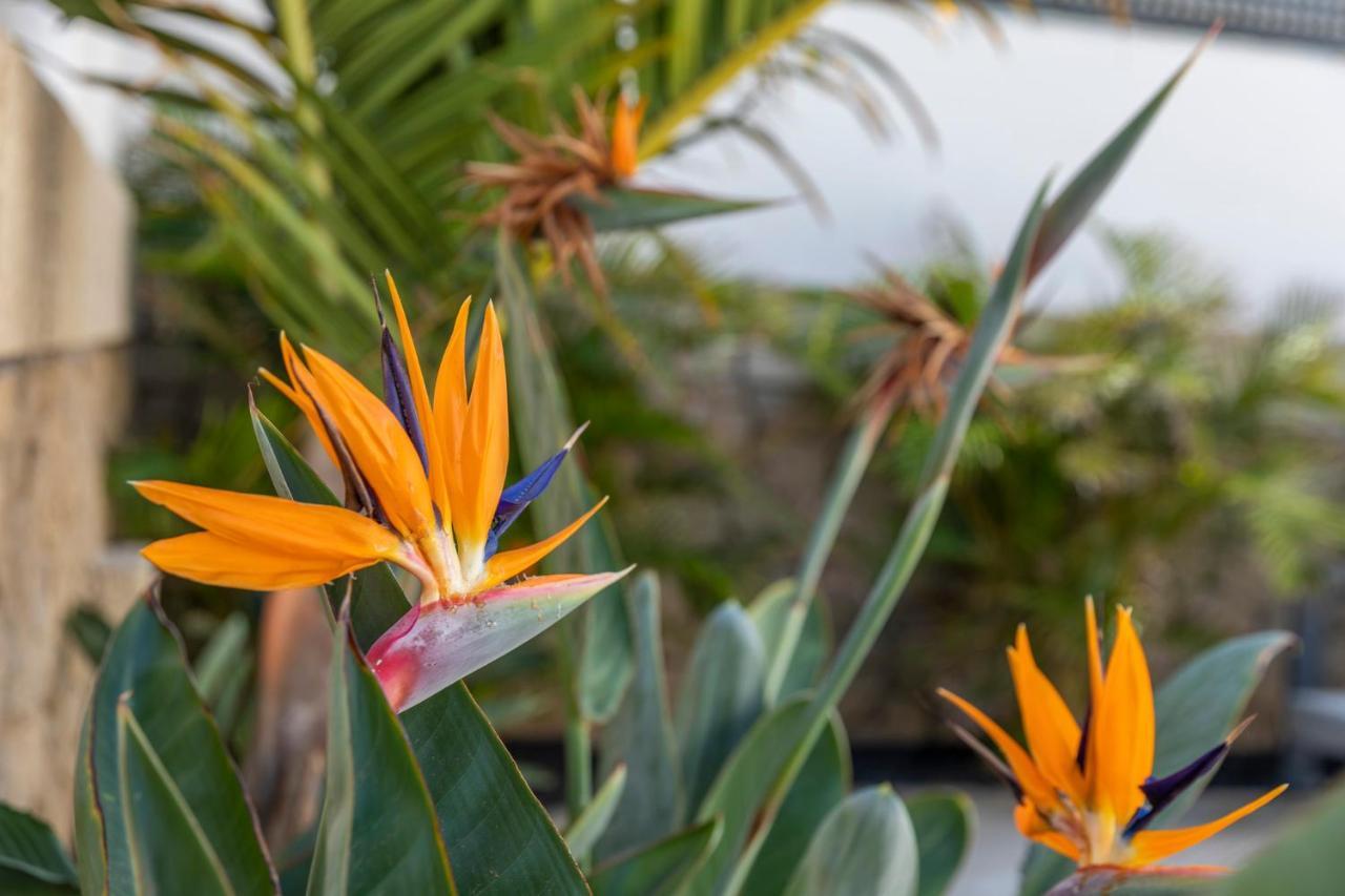 Medano4You The Strelitzia Holiday Home El Médano Eksteriør bilde